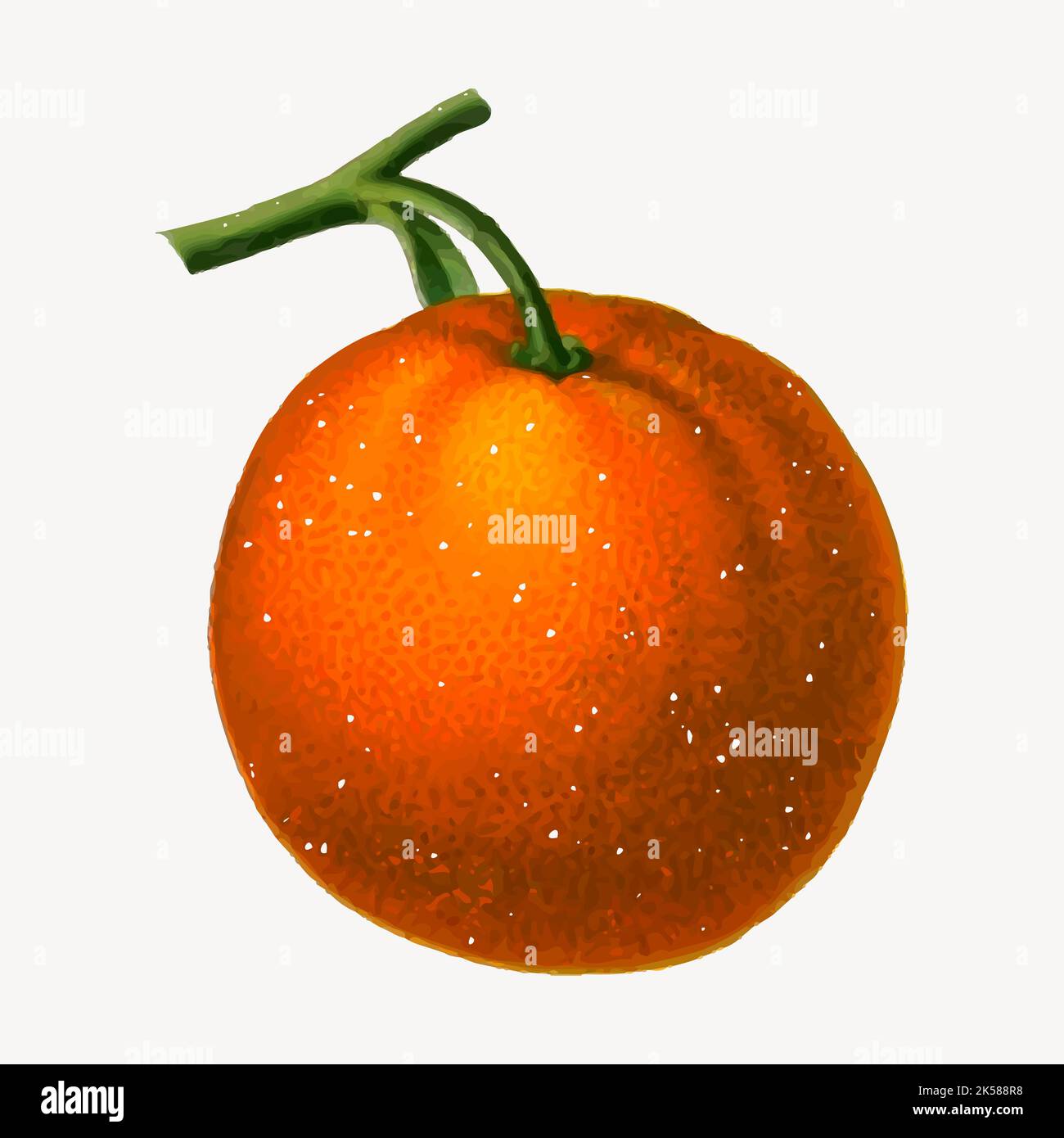 Tangerine fruit clipart, vintage illustration vector Stock Vector Image