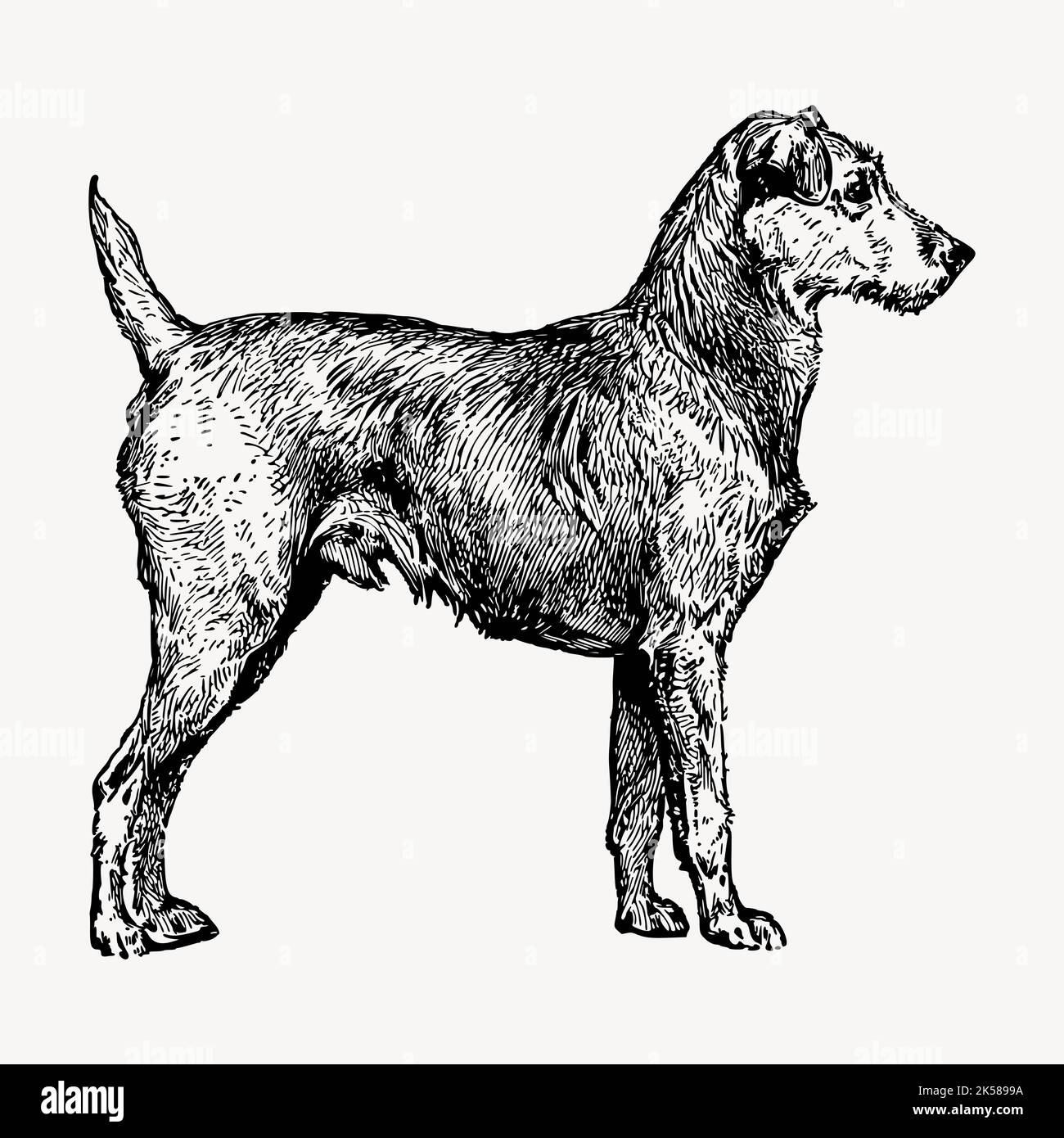 Irish Terrier dog drawing clipart, vintage illustration vector Stock