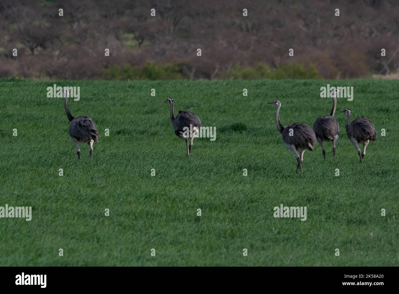 Greater Rhea, Rhea americana, in Pampas coutryside environment, La ...