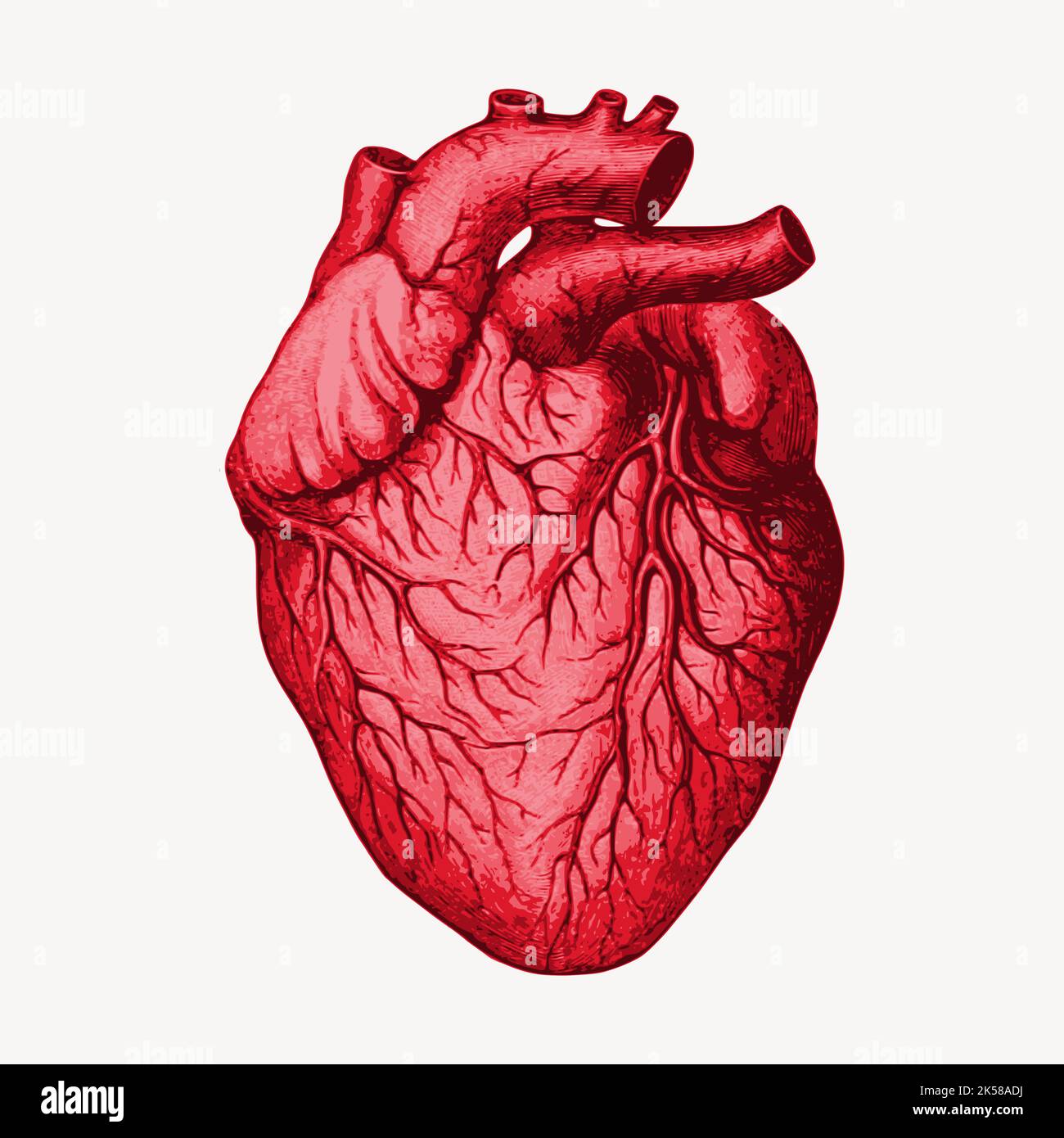 Human heart clipart, organ illustration vector Stock Vector Image & Art ...
