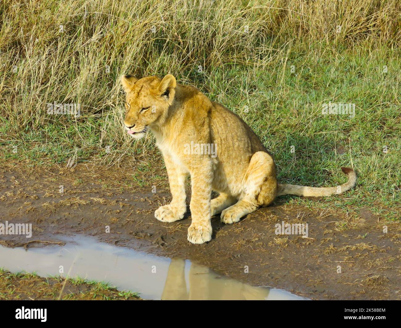 Lion at Rest, Serengeti National Park, Tanzania, East Africa Stock Photo