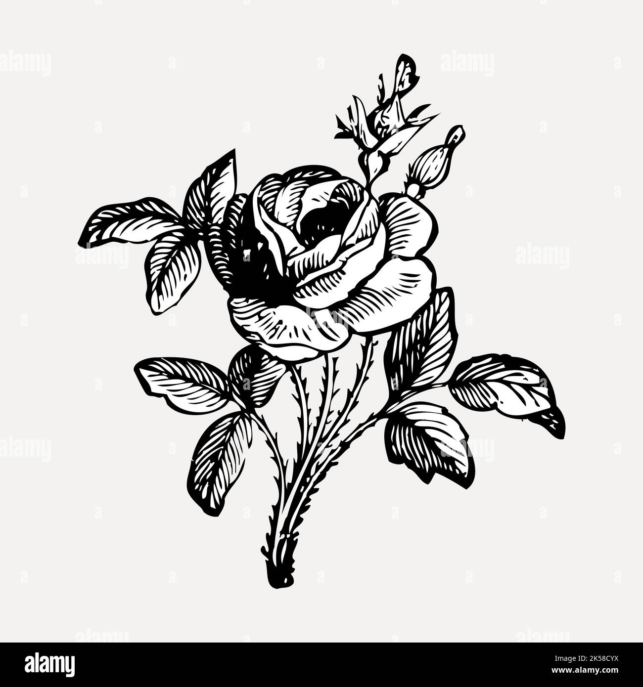 Rose hand drawn clipart, flower illustration vector Stock Vector Image ...