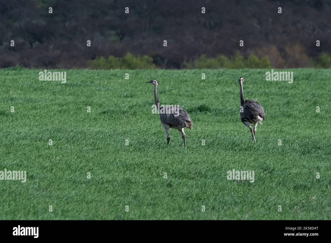 Greater Rhea, Rhea americana, in Pampas coutryside environment, La ...