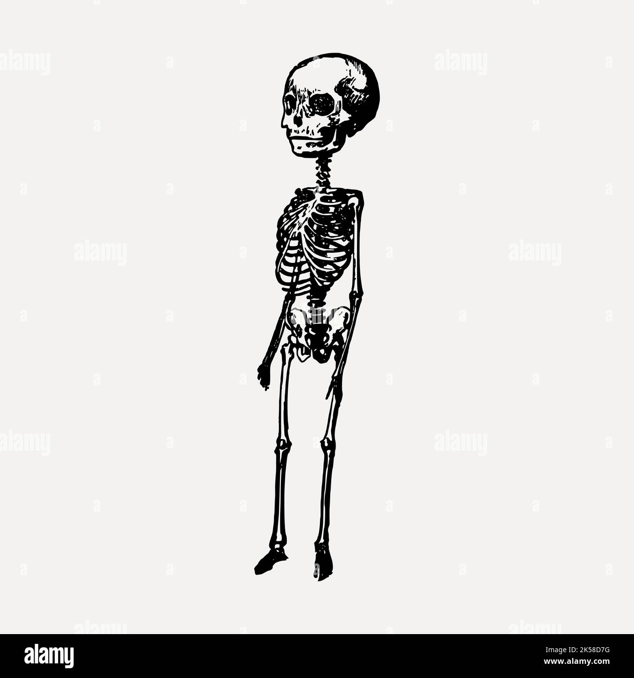 Big head skeleton hand drawn clipart, death illustration vector Stock