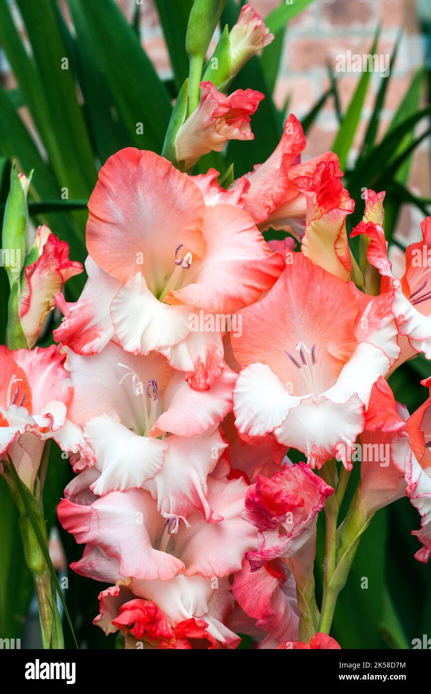 Close up of large Rose Pink & Cream White flowers of Gladiolus / Gladioli Broken Heart Frizzle a summer flowering cormous perennial that is half hardy Stock Photo