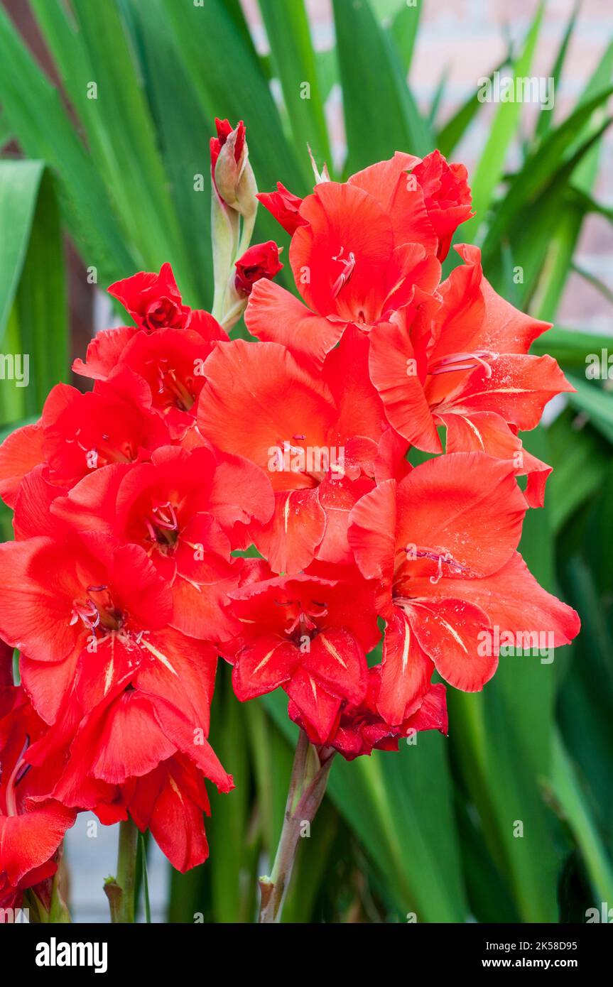Close up of large Red flowers of Gladiolus Floral Red against a background of leaves a summer flowering cormous perennial that is half hardy Stock Photo