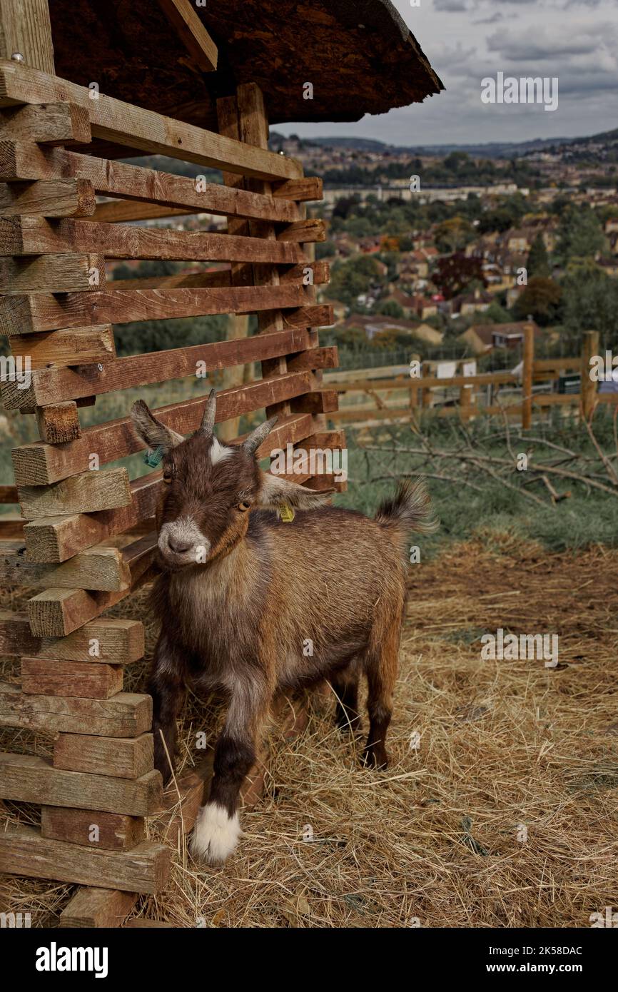 Bath City farm Stock Photo - Alamy
