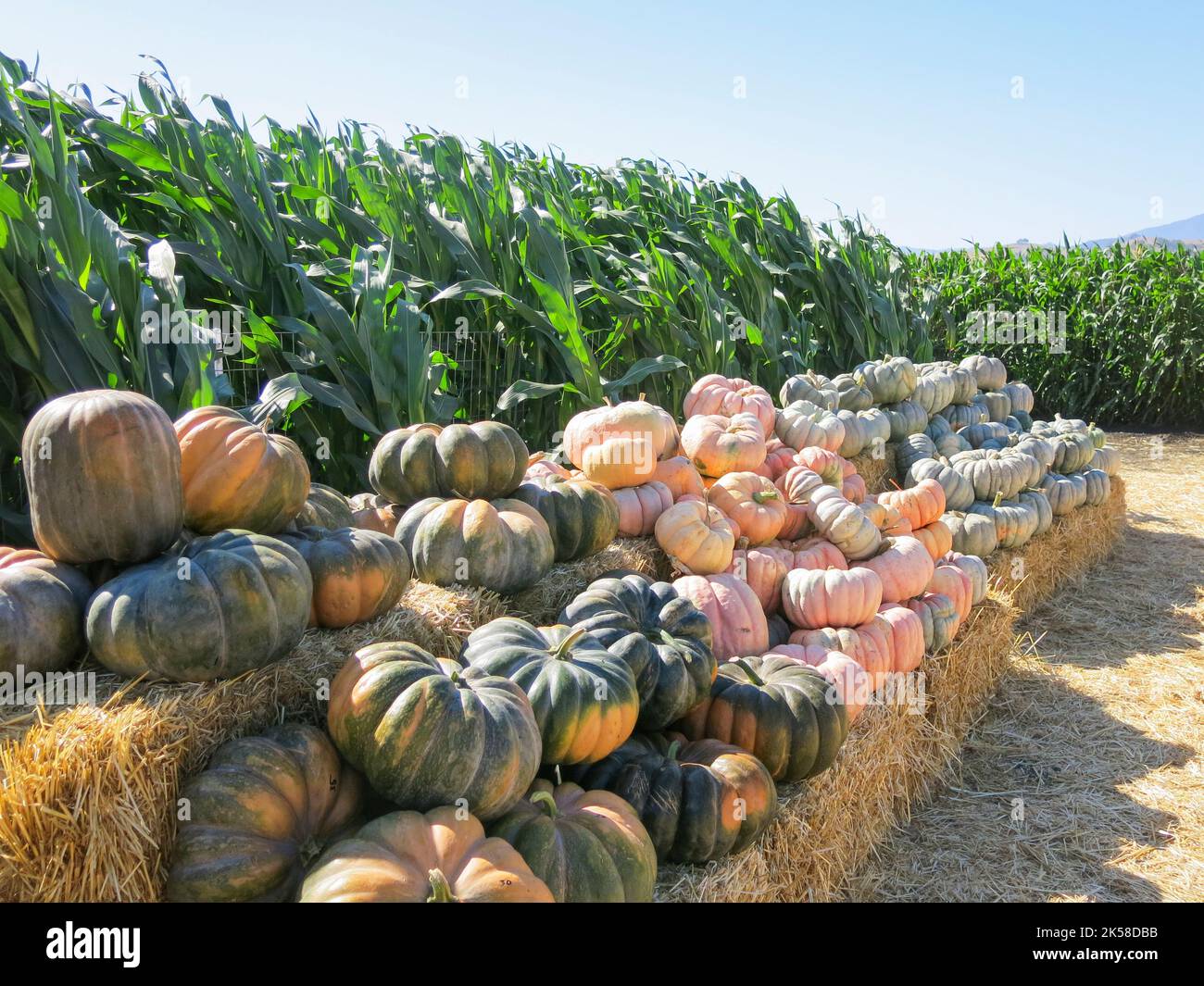 Pumpkins on Display for Sale at Pumpkin Patch Stock Photo - Alamy