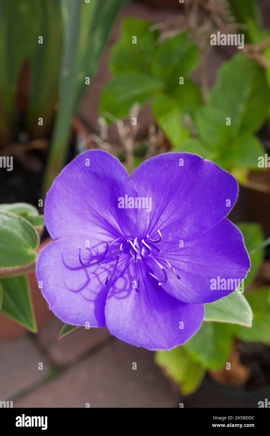 Close up of Tibouchina urvilleana that flowers from summer to autumn an evergreen perennial that is frost tender also called Brazilian spider flower Stock Photo