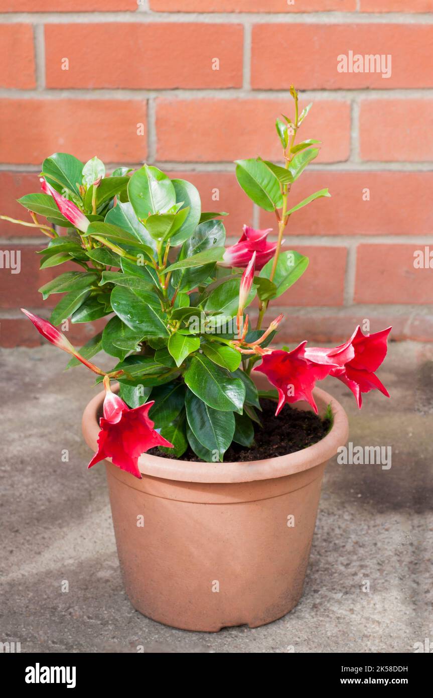 Mandevilla splendens or Dipladenia splendens showing flower and bud. An evergreen climber that has red flowers in summer and is frost tender. Stock Photo