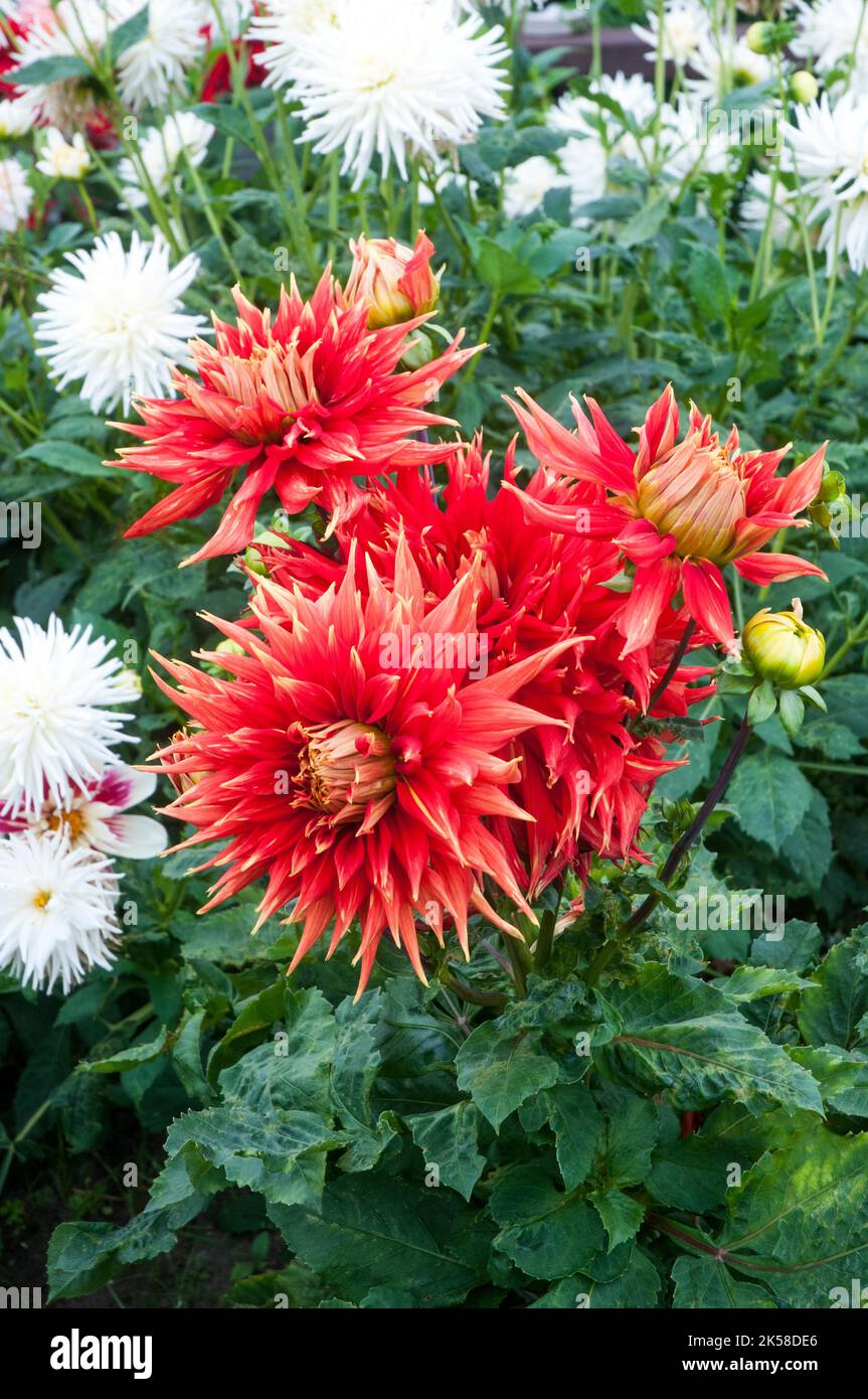 Close up of Dahlia Show N Tell a red and yellow Giant Semi Cactus flowering dahlia that  is a half hardy frost tender deciduous perennial Stock Photo