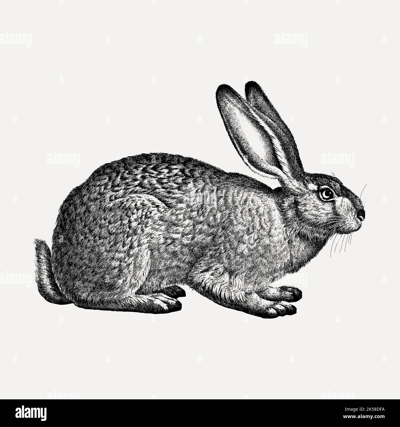 Rabbit hand drawn clipart, animal illustration vector Stock Vector ...