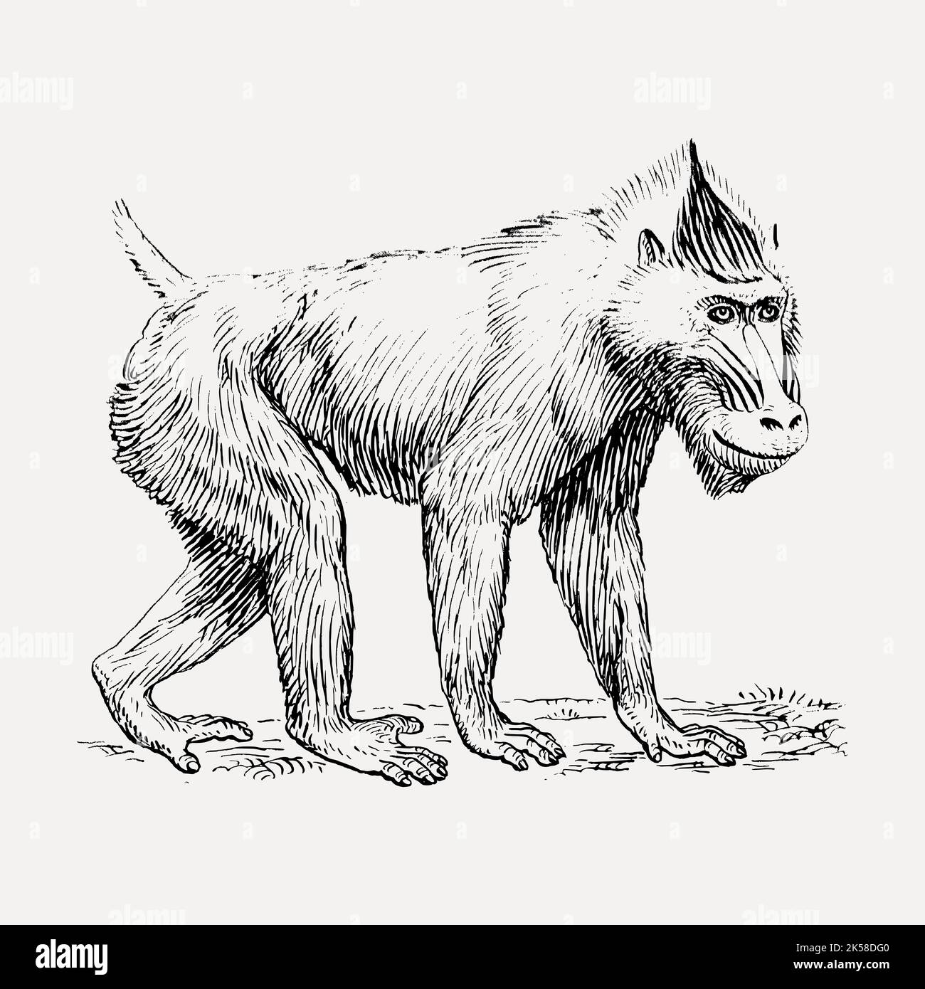 Mandrill monkey hand drawn clipart, animal illustration vector Stock