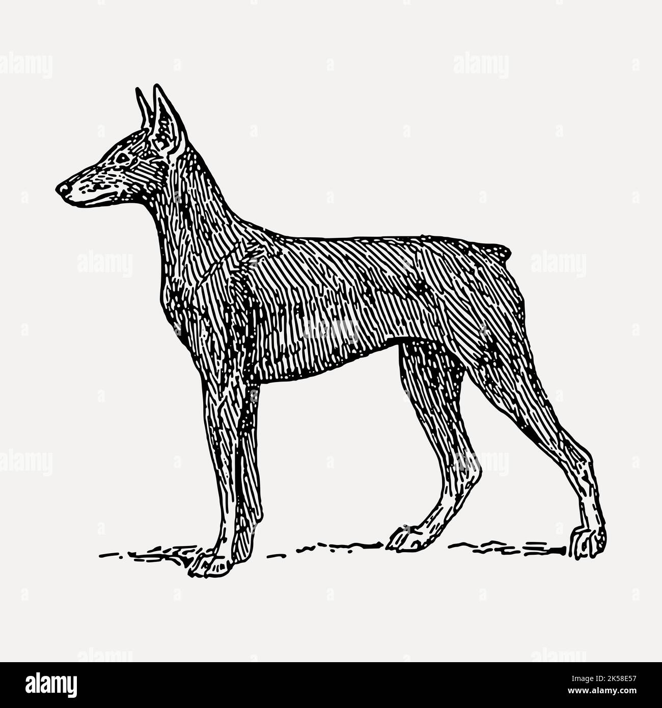 Doberman dog hand drawn clipart, pet illustration vector Stock Vector ...