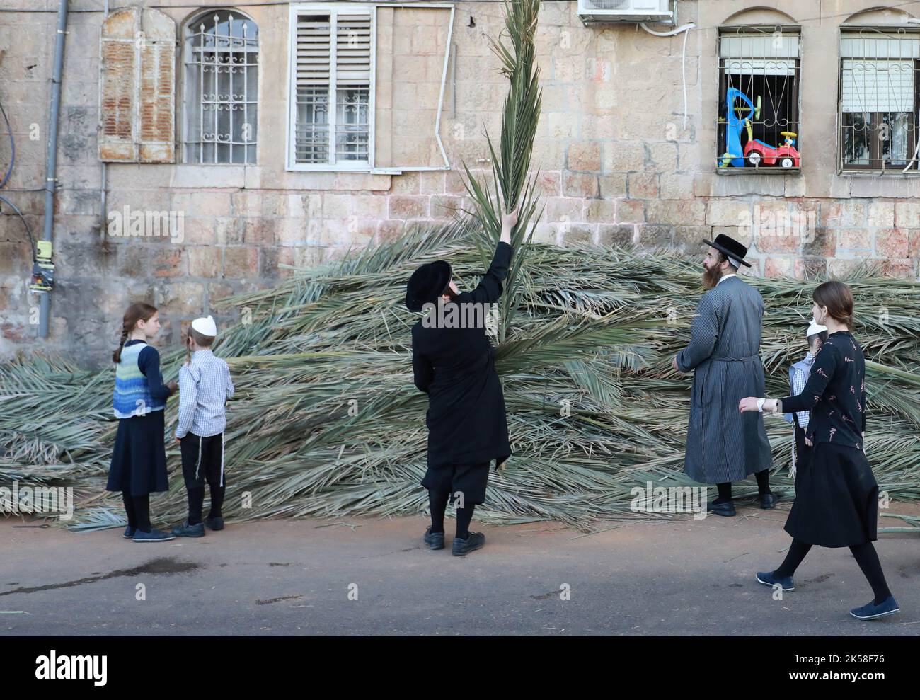 Jerusalem Jerusalem 6th Oct 2022 People Pick Palm Branches To Build Jerusalem Jerusalem 6th Oct 2022 People Pick Palm Branches To Build