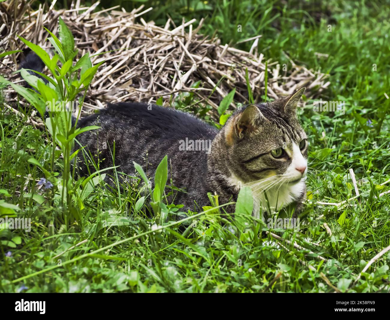 Cat laying in the grass in the summertime Stock Photo - Alamy