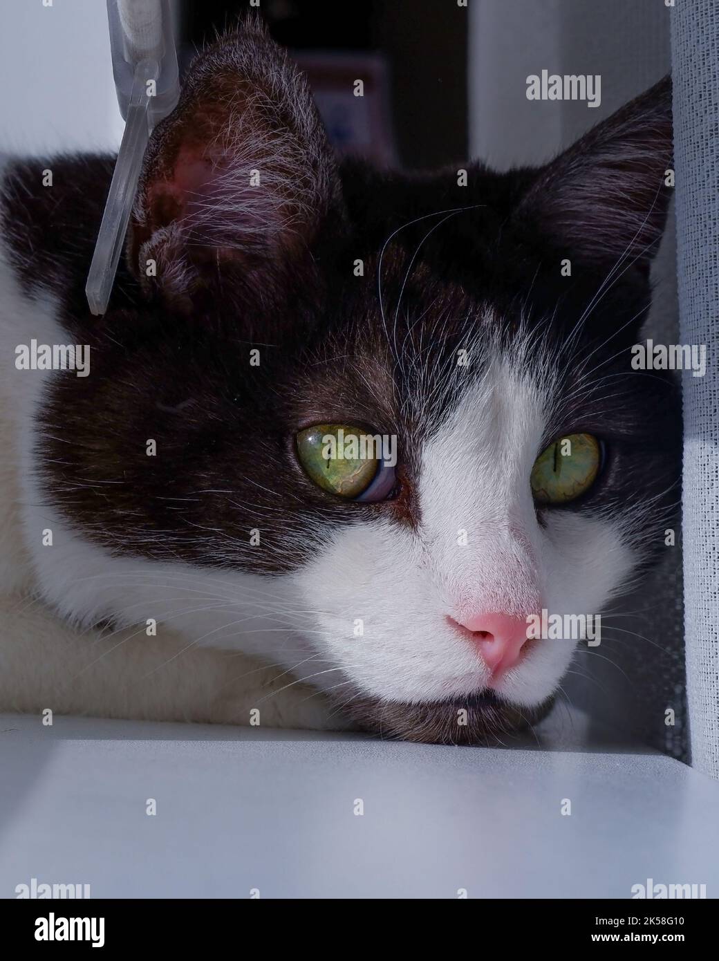 Beautiful black cat close up hi-res stock photography and images - Alamy