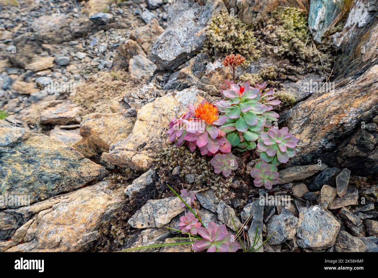 succulent growing on the rocks of the island Leka in Norway Stock Photo