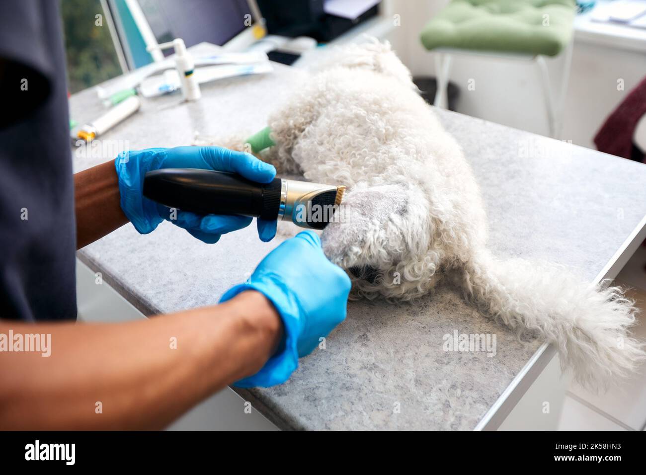 Veterinarian shaving a dog before treatment. doctor at the animal