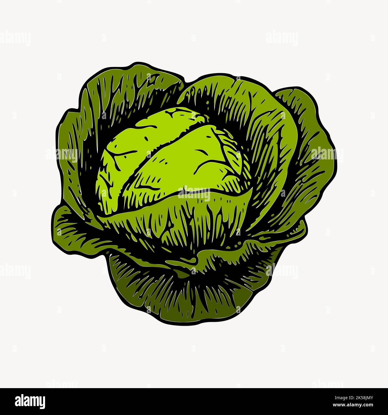 Cabbage clipart, vintage vegetable illustration vector Stock Vector ...