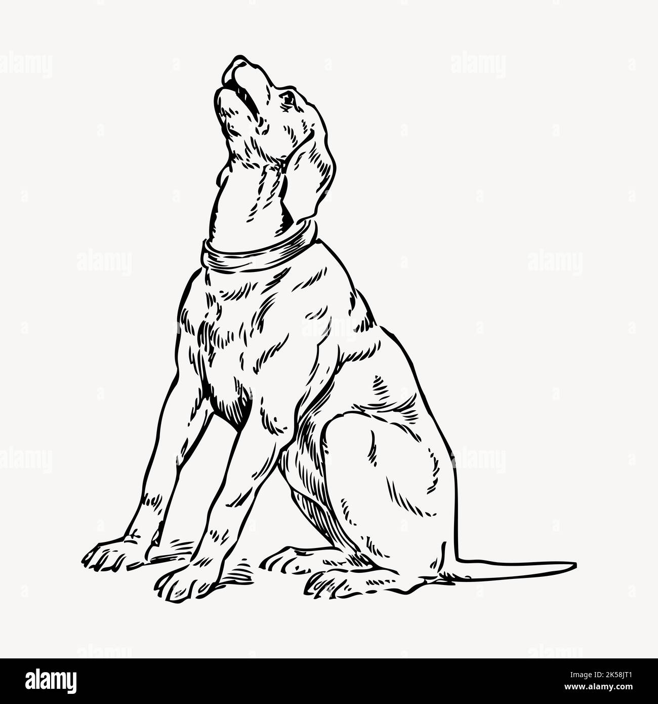 Dog drawing, vintage animal illustration vector Stock Vector Image