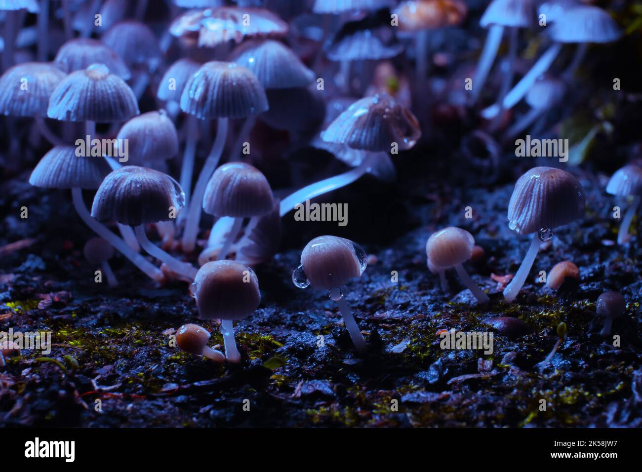 Small mushrooms toadstools. Psilocybin mushrooms under ultraviolet