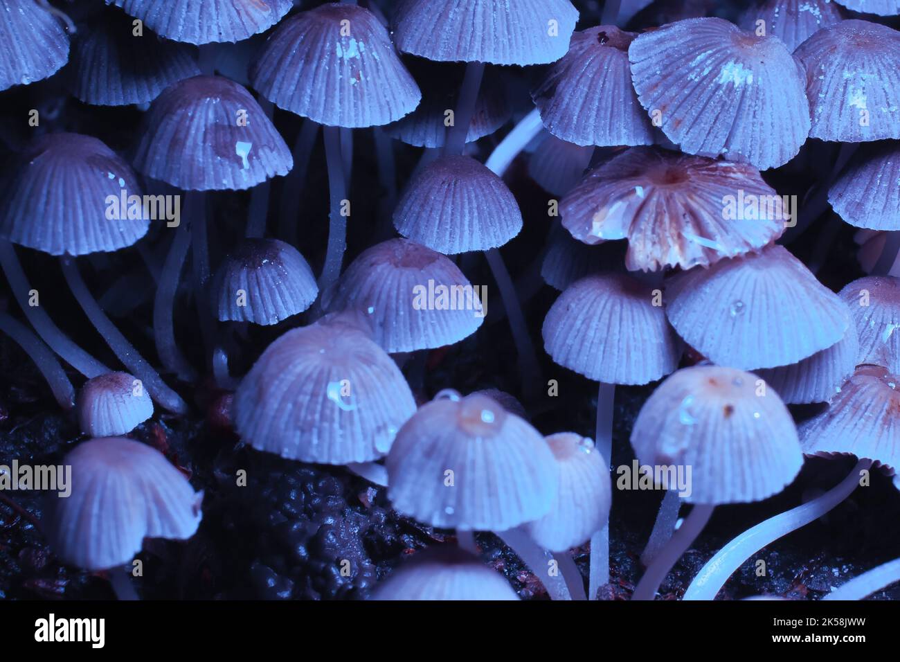 Small mushrooms toadstools. Psilocybin mushrooms under ultraviolet