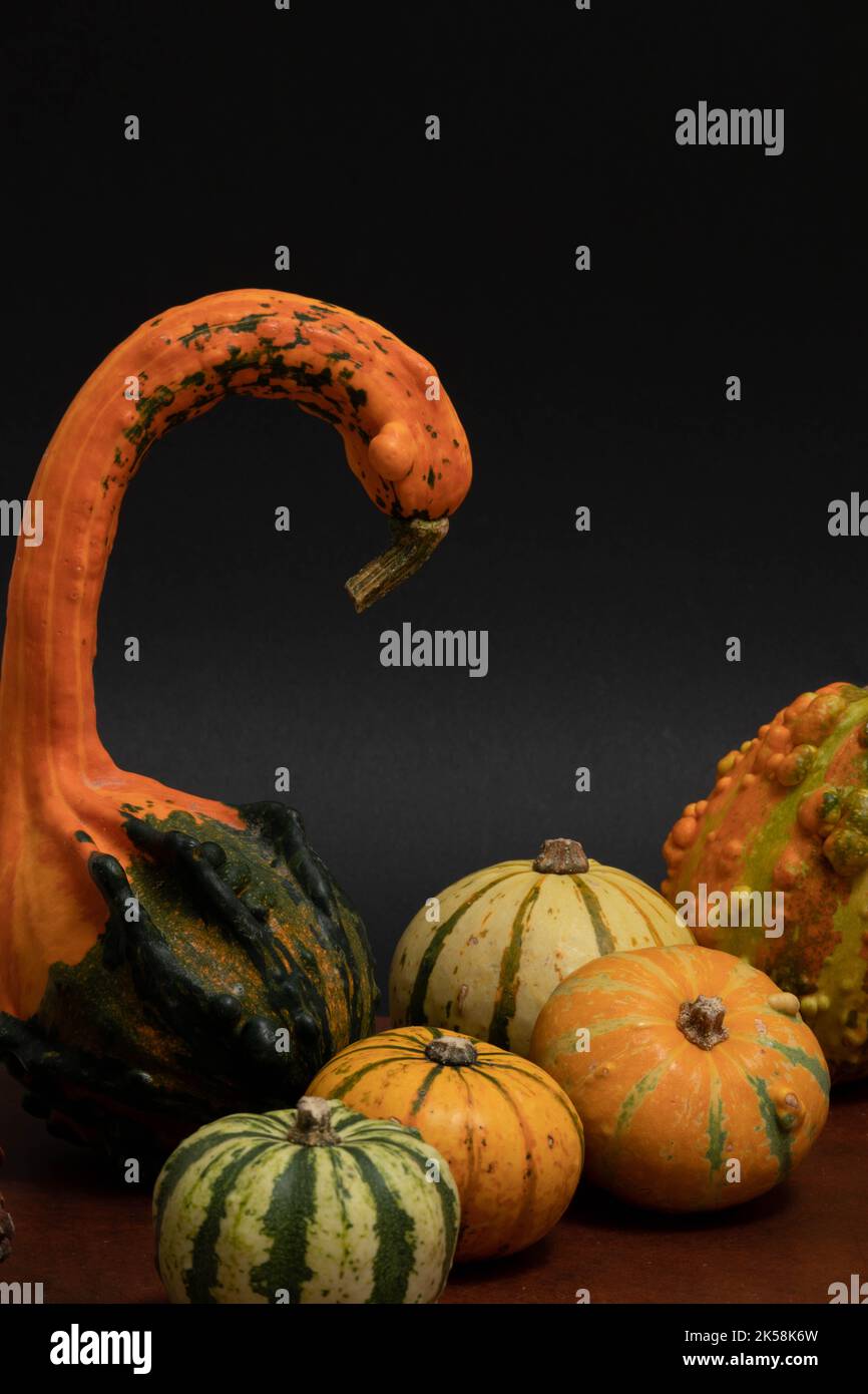 Small pumpkins on a black background Stock Photo