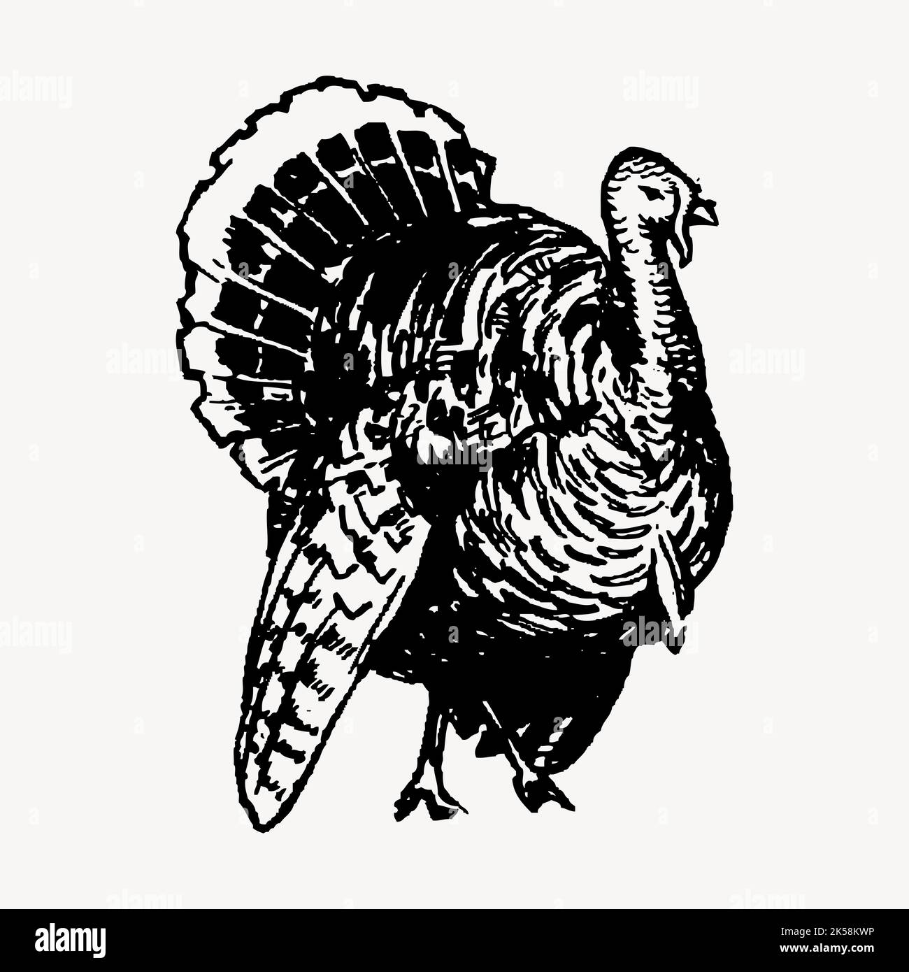 Turkey drawing, vintage bird illustration vector Stock Vector Image