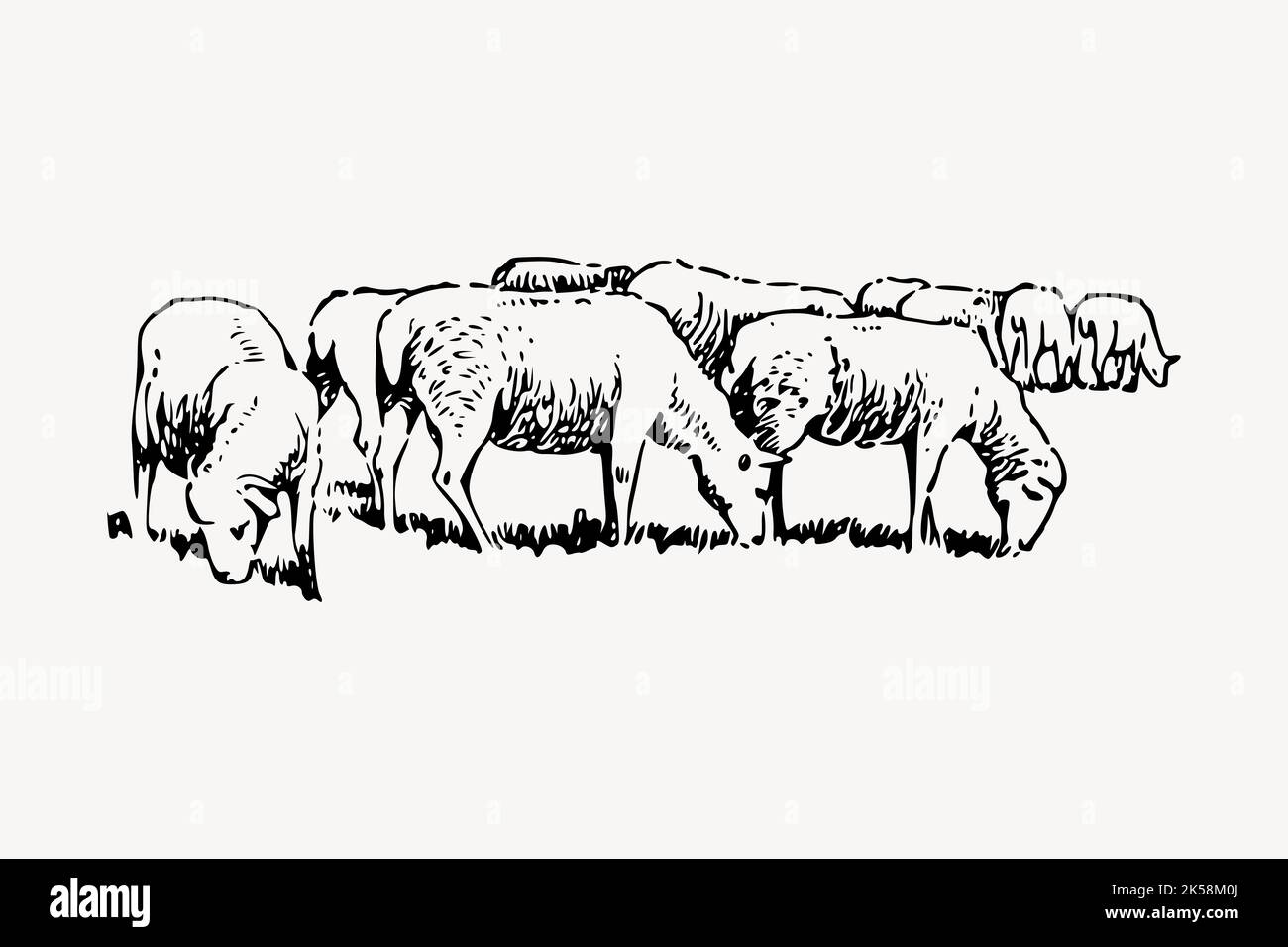 Sheep drawing, vintage livestock animal illustration vector Stock