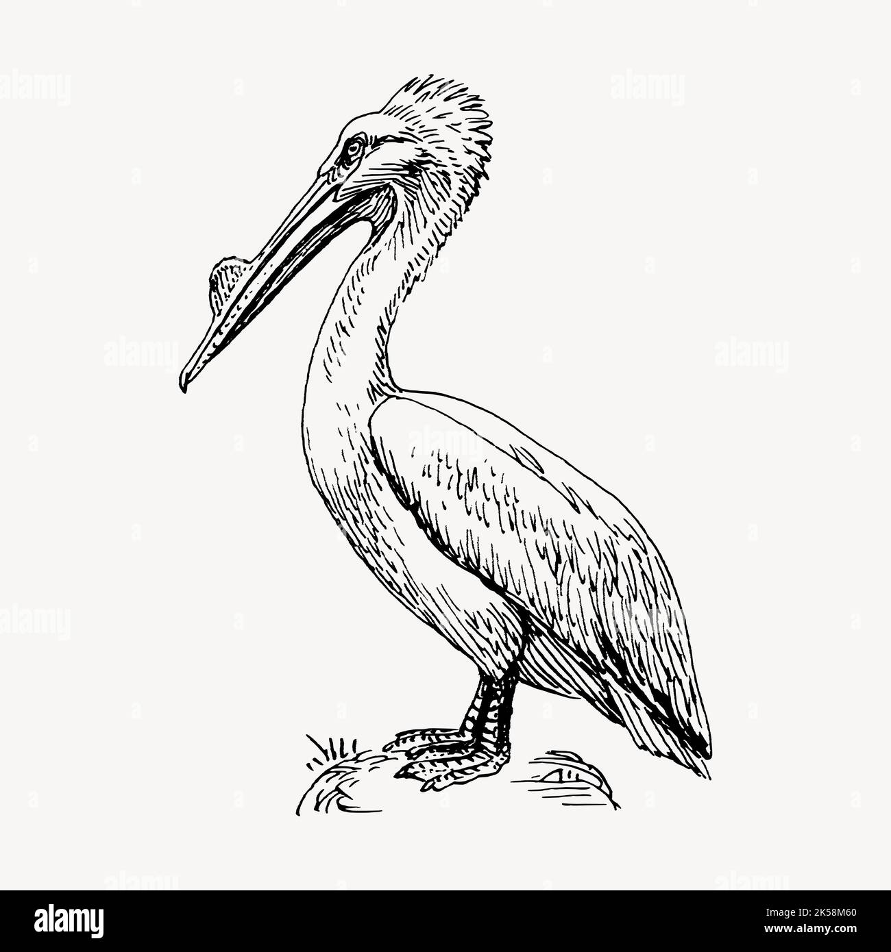 Pelican drawing, vintage bird illustration vector. Stock Vector