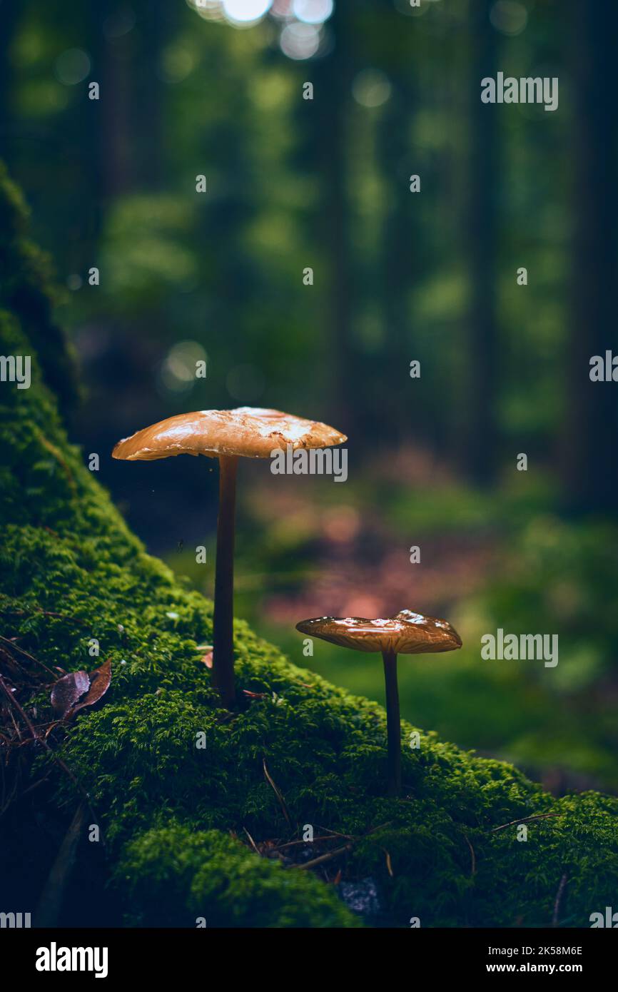 Mushroom growing on mossy tree root. High quality photo Stock Photo