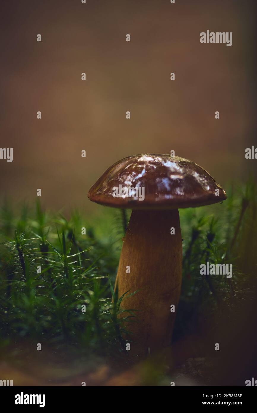 Chestnut Mushroom on forest ground. High quality photo Stock Photo
