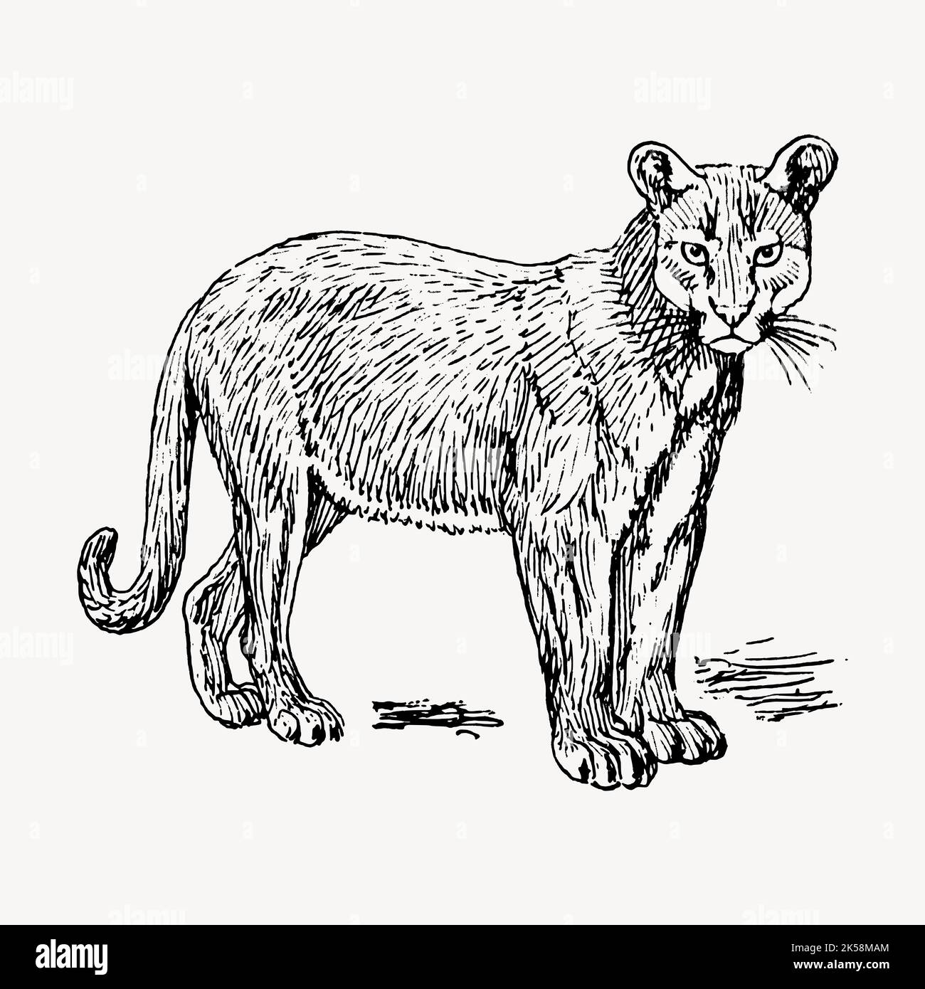 Puma drawing, vintage wild animal illustration vector Stock Vector Image &  Art - Alamy
