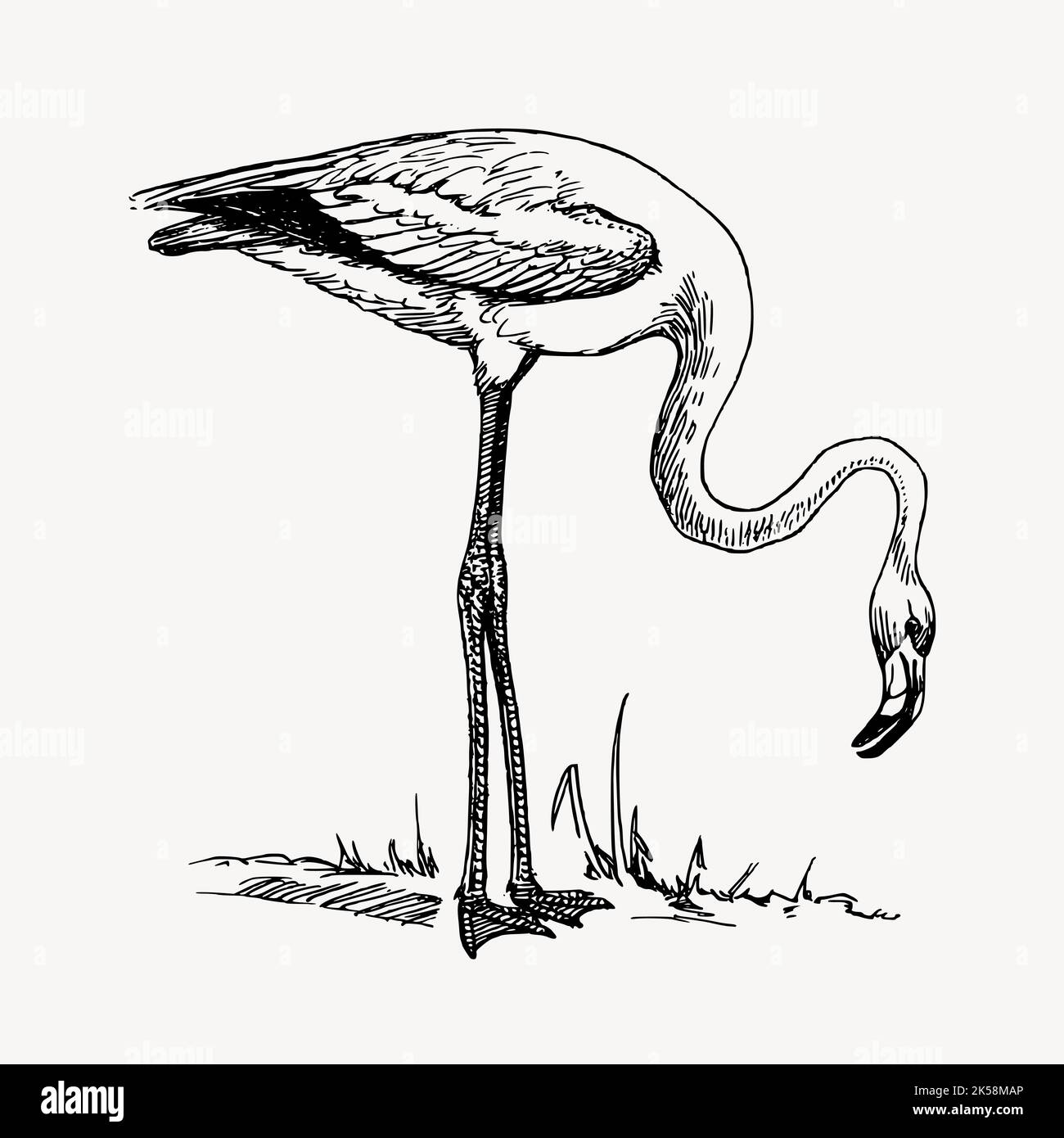 Flamingo clipart Stock Vector Images - Alamy