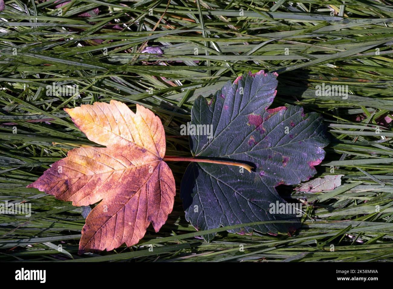 Orange and green acer or maple leaves on the ground in autumn, close up Stock Photo