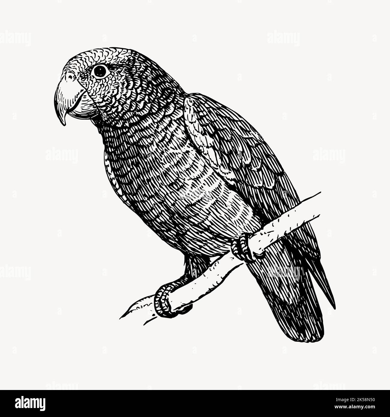 Parrot bird clipart, vintage animal illustration vector Stock Vector ...
