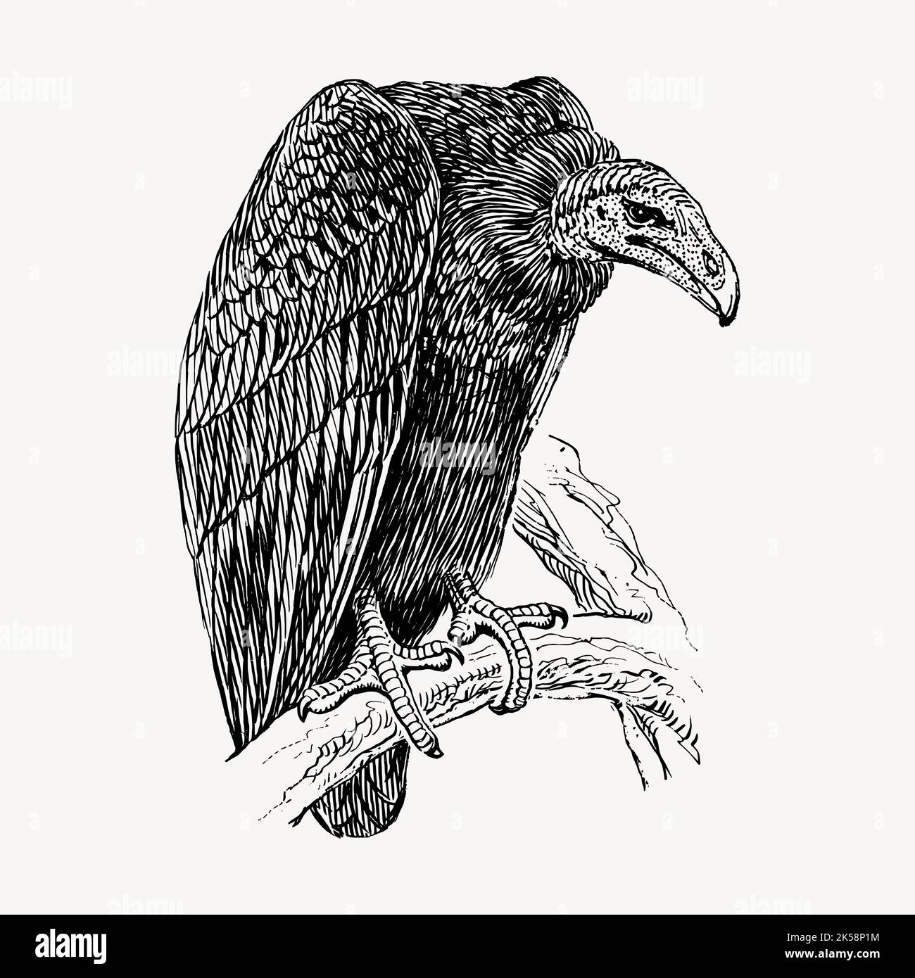 Vulture drawing, vintage bird illustration vector Stock Vector Image