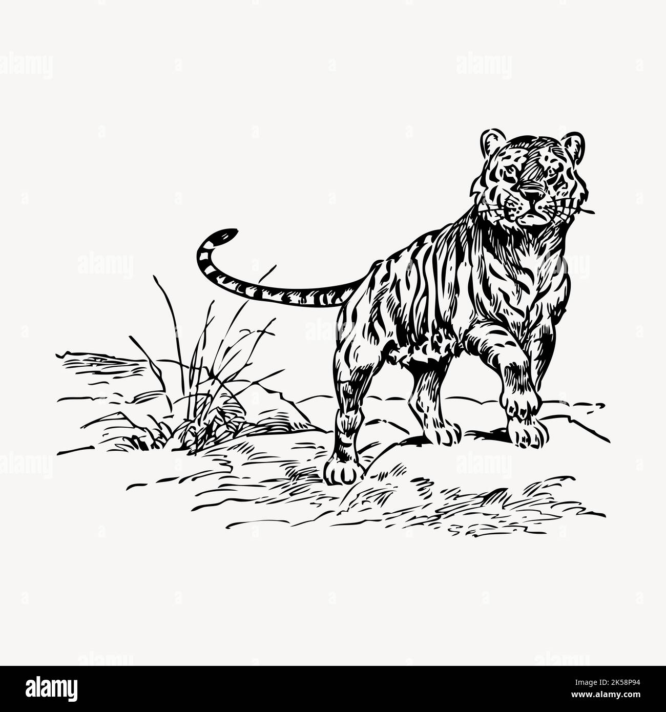 Tiger drawing, vintage wildlife illustration vector Stock Vector Image ...
