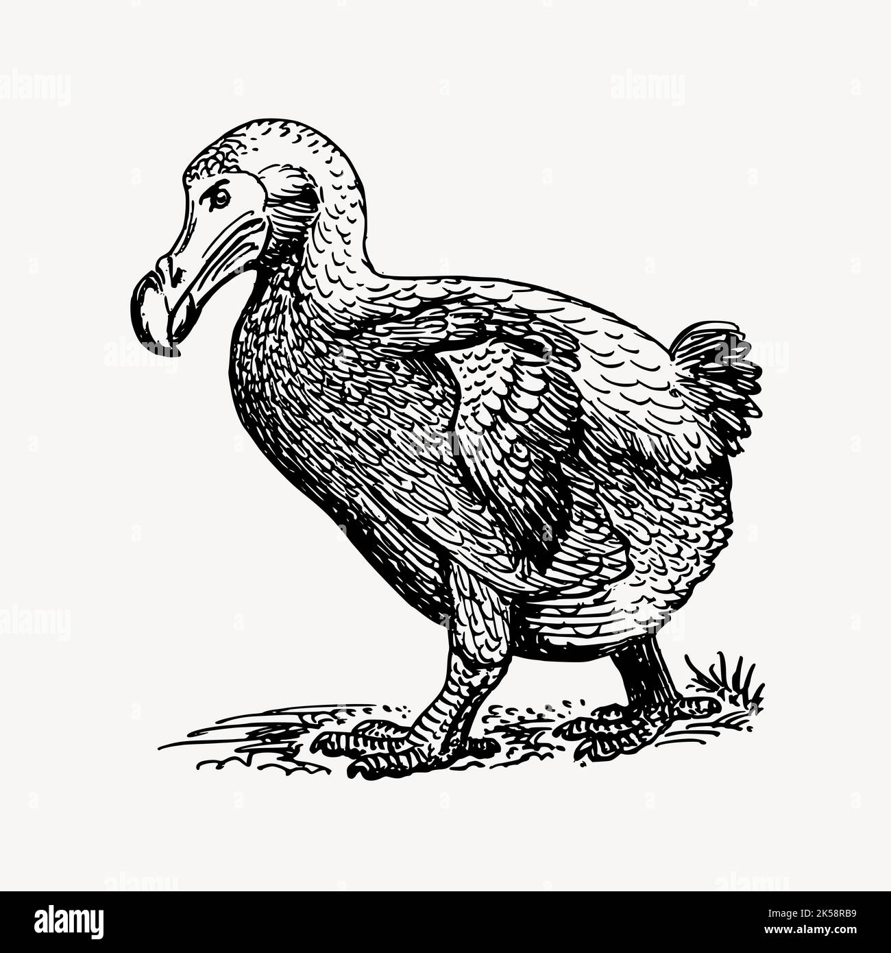 Dodo bird clipart, vintage animal illustration vector Stock Vector ...
