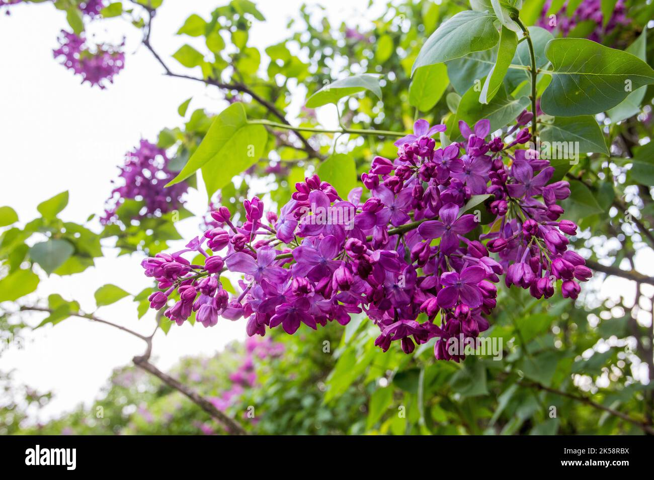 Fantastic purple blooming lilac in the Botanical Garden of Kyiv, Ukraine - comparatively large lilac petals Stock Photo