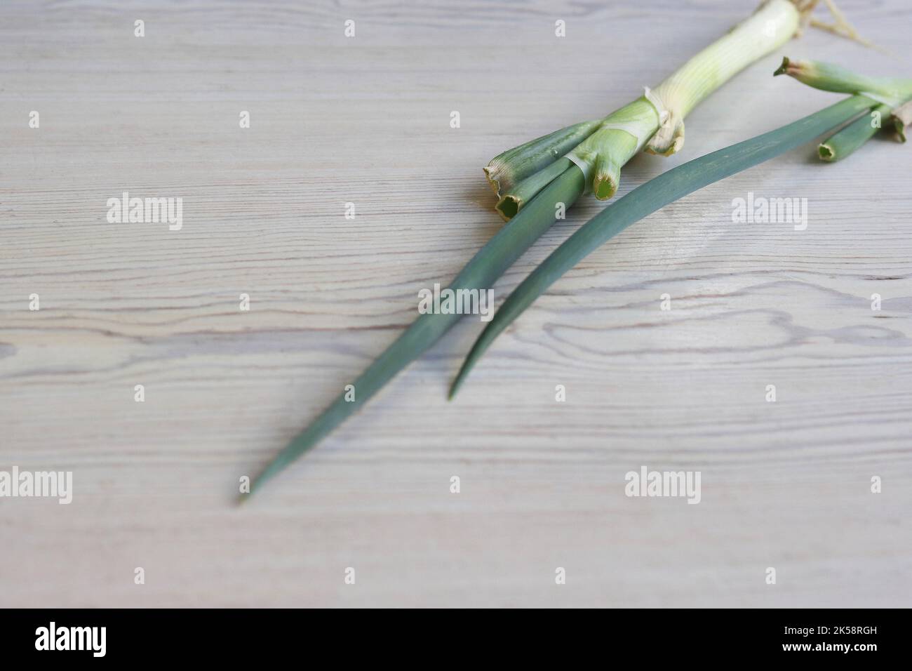 Chives Rooth's Bunch of Fresh green Chives with roots with cut onion feathers laying ...