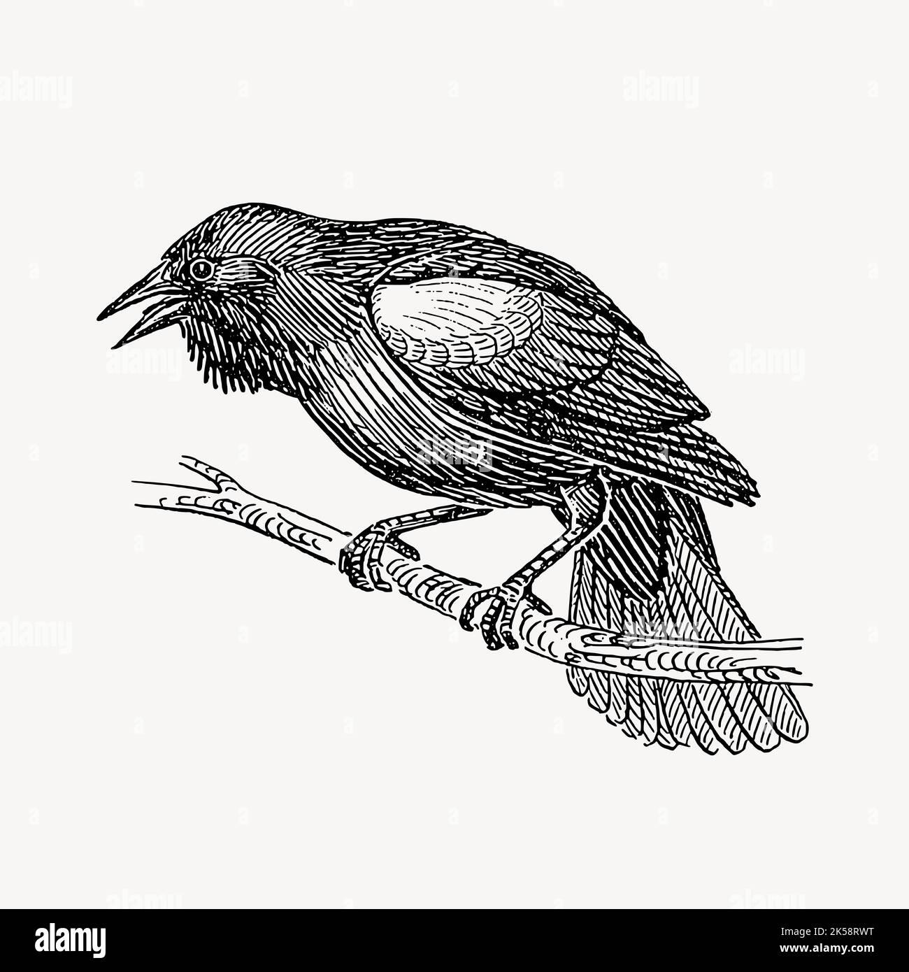 Blackbird clipart, vintage animal illustration vector Stock Vector