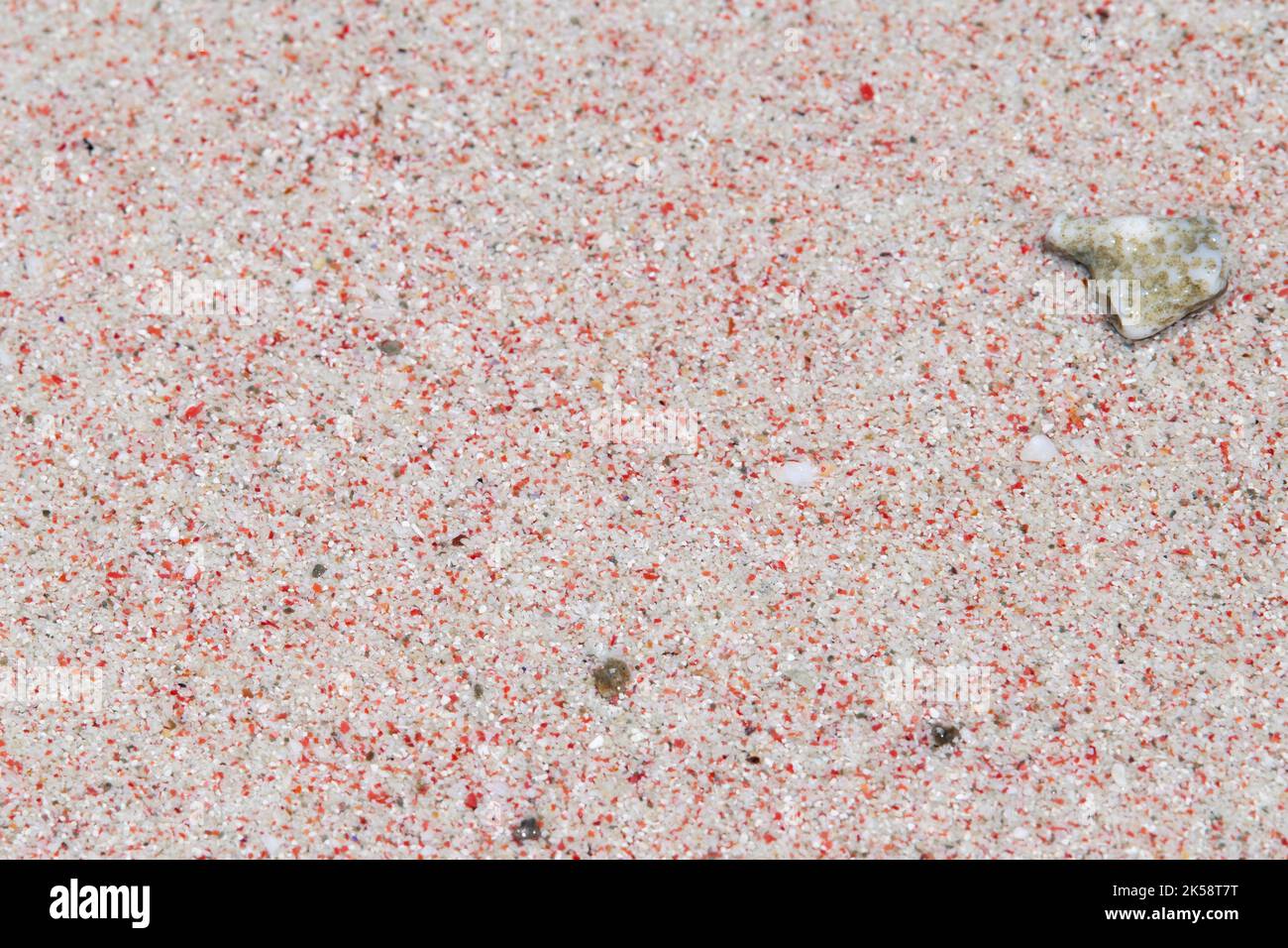 Indonesia, Komodo Island, Komodo National Park, Pink Beach. The beach gets its color from foraminifera (microscopic red organisms) Beach detail. Stock Photo