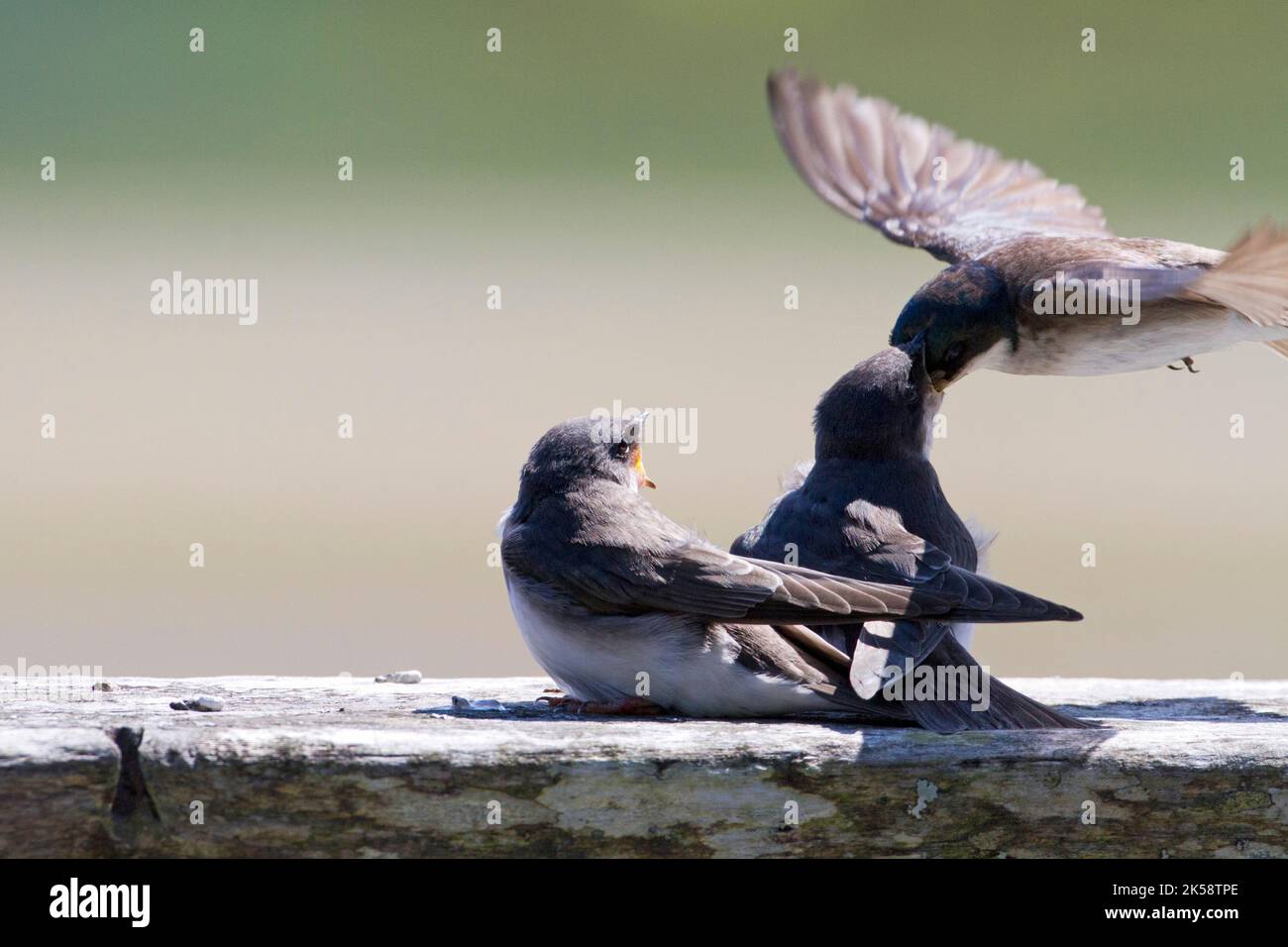 An adult Tree Swallow (Tachycineta bicolor) feeding two perched fledglings at the Delkatla Wildlife Sanctuary in Masset, Haida Gwaii, BC, Canada Stock Photo