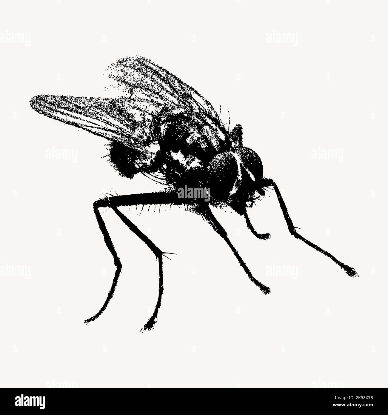 Fly insect clipart, vintage animal illustration vector Stock Vector ...