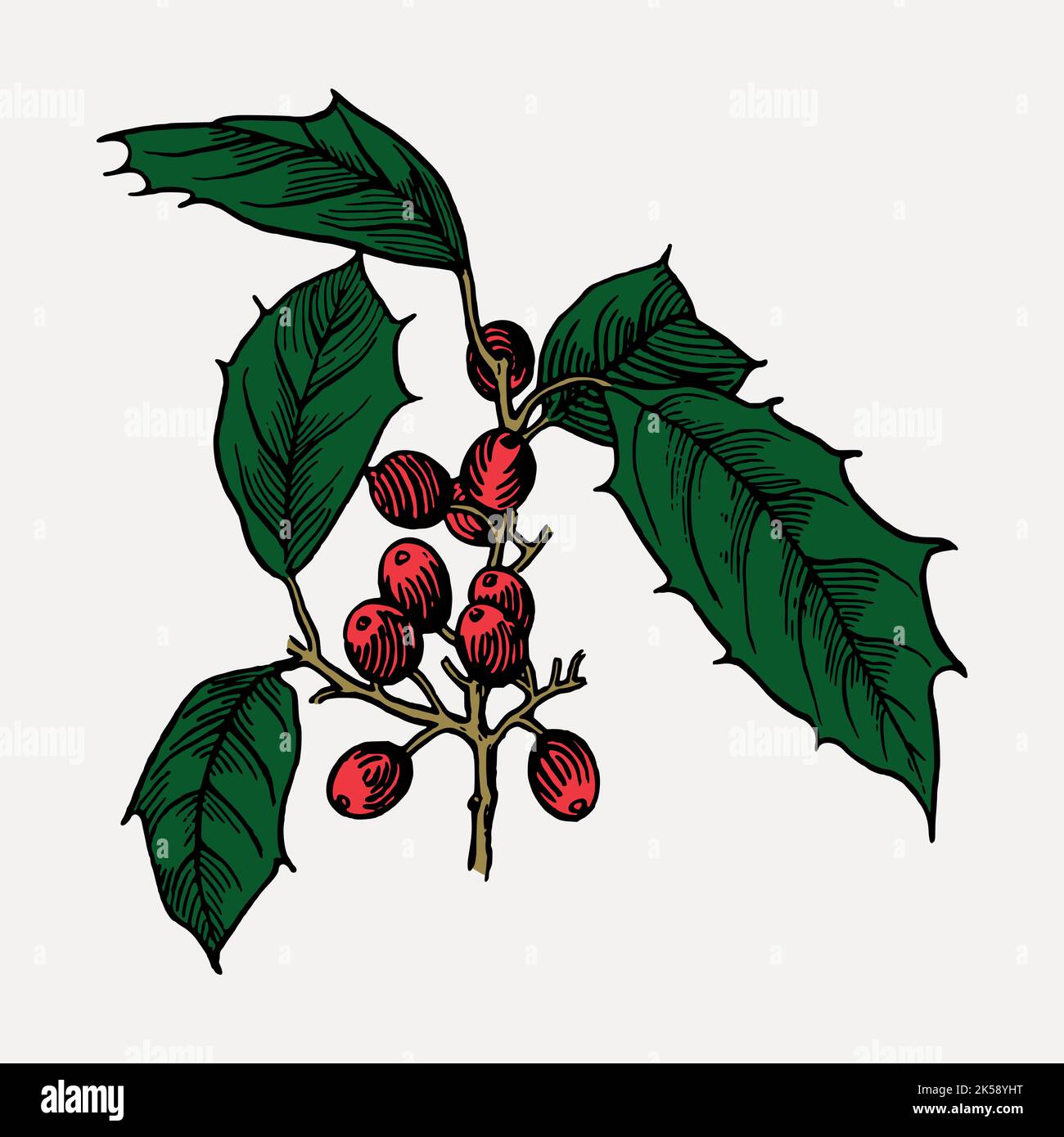 Christmas berry clipart, vintage decoration illustration vector Stock ...