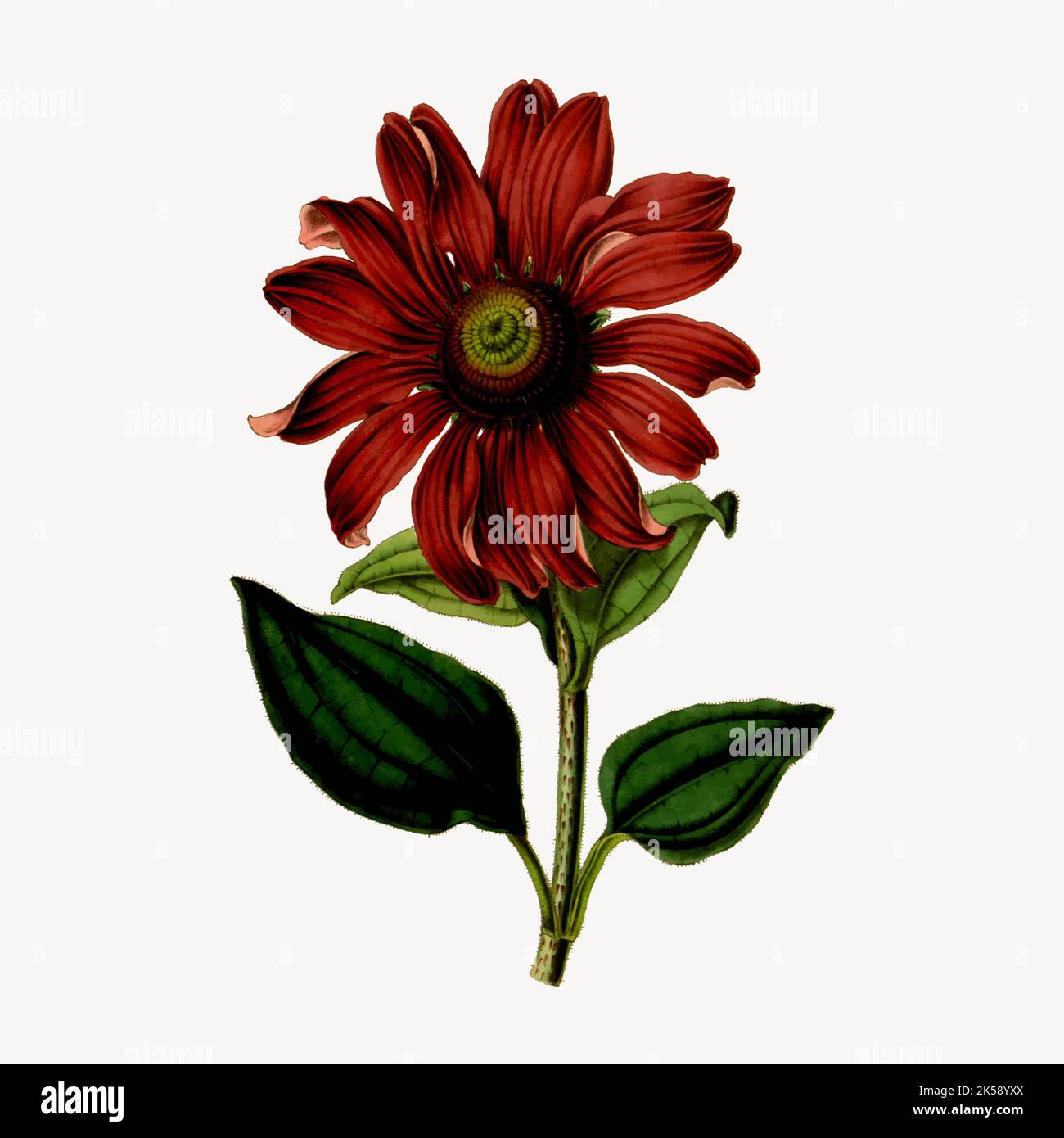 flower illustration vintage