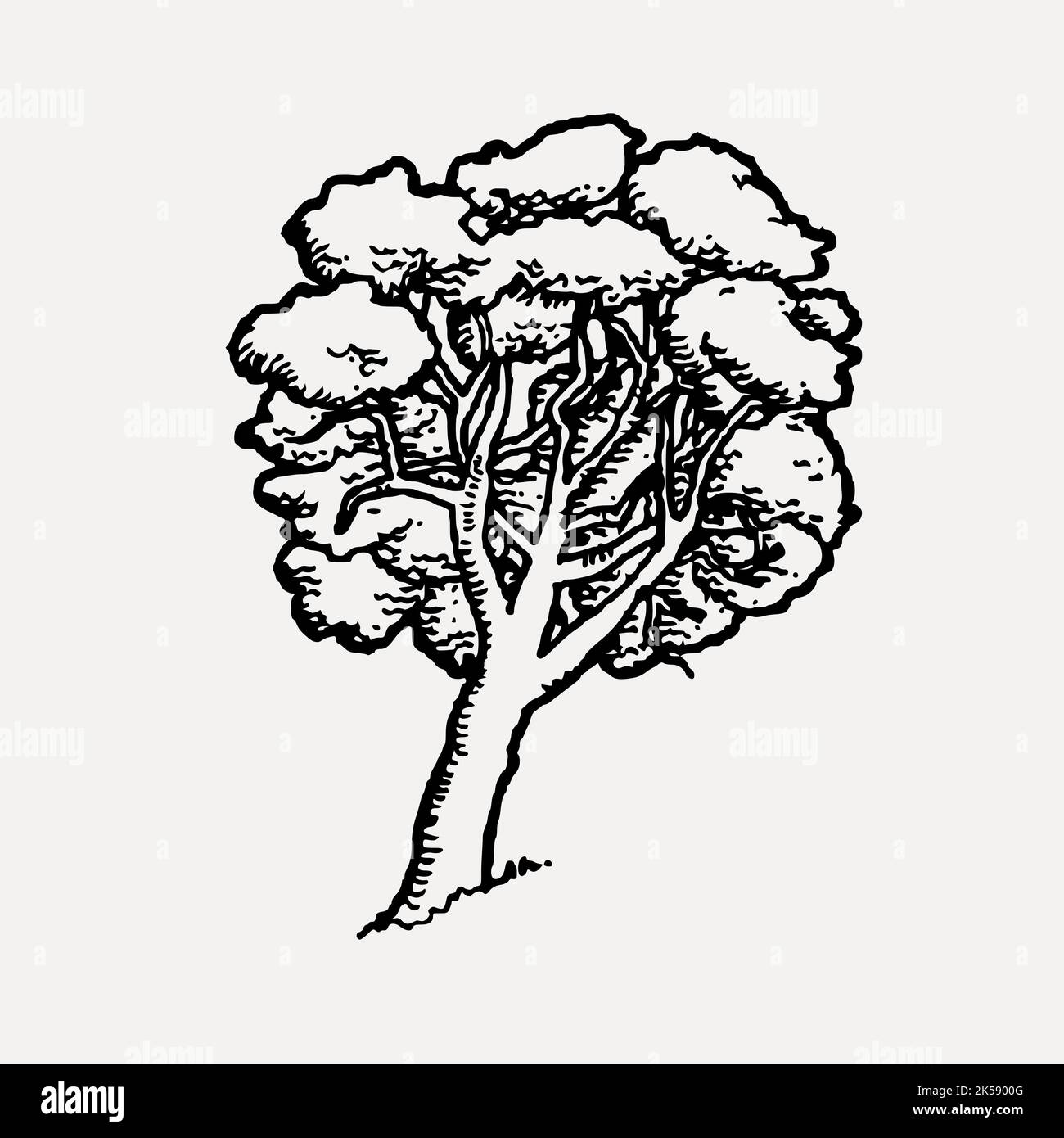 Tree drawing, botanical illustration vector Stock Vector Image & Art
