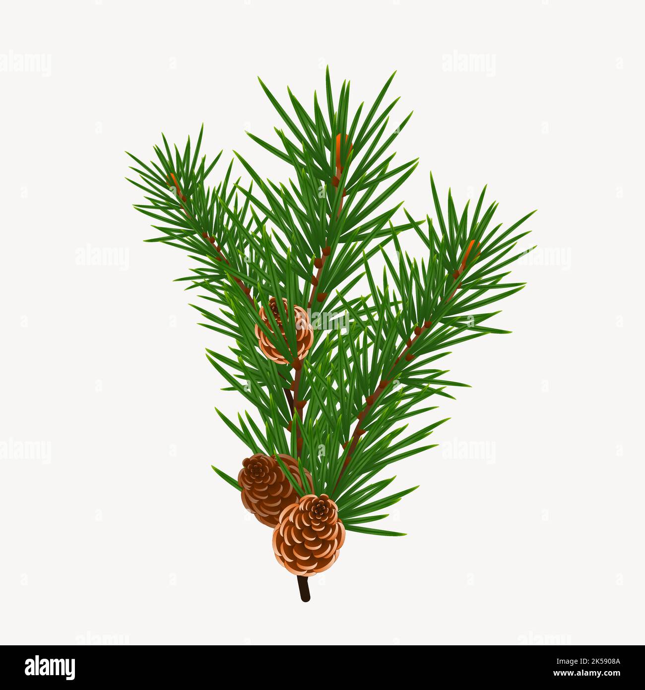 Pine branch clipart, botanical illustration vector Stock Vector Image ...